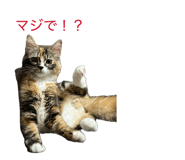 855594815