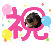 855595157