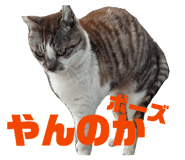 855595501