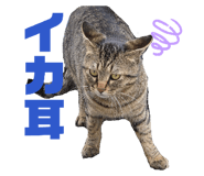 855595502