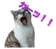 855595504