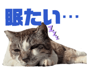 855595515