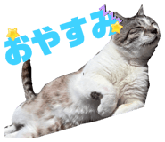 855595519