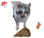 855595524