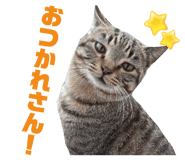 855595529