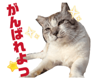 855595533
