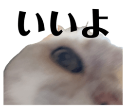 855596031