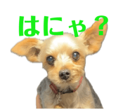 855596504