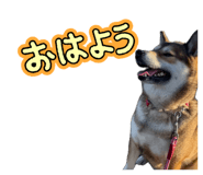 855596505