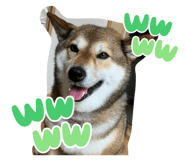 855596509