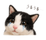 855596572