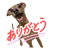855596911