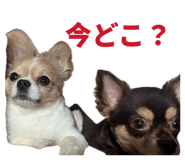 855597356
