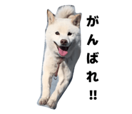855597898