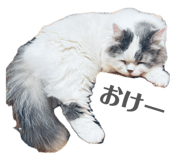 855598705