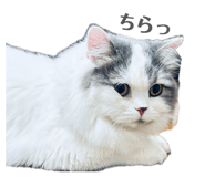 855598708