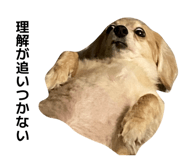 855598832