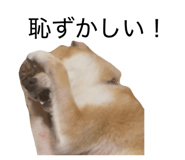855600616