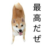 855600619