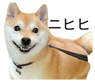 855600620