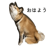 855600632