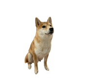 855600945