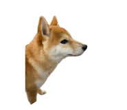 855600946