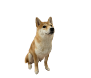 855600947