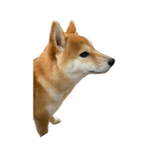 855600950