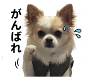 855601186