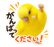 855602126
