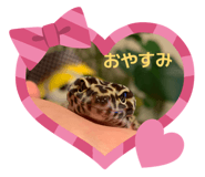 855602910