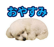 855605019