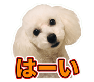 855605021