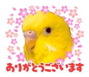 855605330