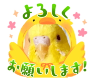 855605335