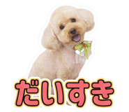 855605455