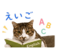 855605775