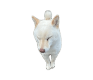 855605815