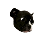 855605816