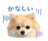 855606196