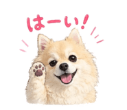 855606200