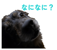 855606870
