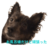 855606875