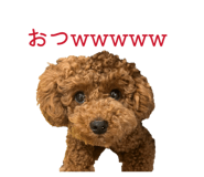 855610520