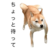 855611480