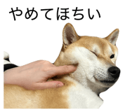 855611494