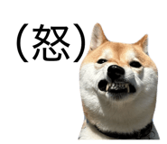 855611495