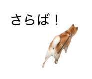 855611497