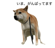 855611501
